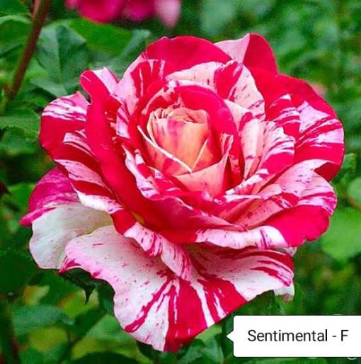 Sentiment Rose Seedlings Flower Seeds Perennial Growing Bonsai Corms Tubers Potted Planting Reblooming Fragrant Garden Roots Rhizomes Species Blooms Plant Bulbs Gardening Tree