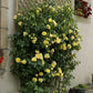 Soleil Rose Plant Seedlings Flower Seeds Perennial Growing Bonsai Corms Tubers Potted Planting Reblooming Fragrant Garden Roots Rhizomes Species Blooms Bulbs Gardening Tree