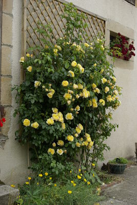 Soleil Rose Plant Seedlings Flower Seeds Perennial Growing Bonsai Corms Tubers Potted Planting Reblooming Fragrant Garden Roots Rhizomes Species Blooms Bulbs Gardening Tree
