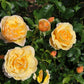 Soleil Rose Plant Seedlings Flower Seeds Perennial Growing Bonsai Corms Tubers Potted Planting Reblooming Fragrant Garden Roots Rhizomes Species Blooms Bulbs Gardening Tree