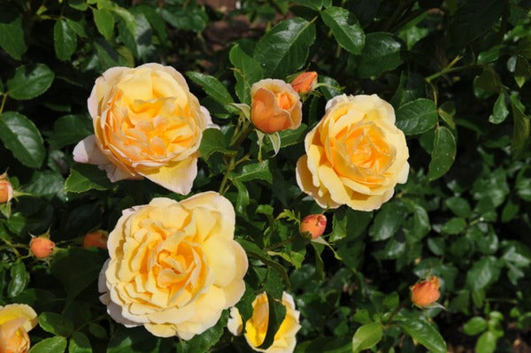 Soleil Rose Plant Seedlings Flower Seeds Perennial Growing Bonsai Corms Tubers Potted Planting Reblooming Fragrant Garden Roots Rhizomes Species Blooms Bulbs Gardening Tree