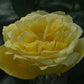 Souvenir Rose Seedlings Flower Seeds Perennial Growing Bonsai Corms Tubers Potted Planting Reblooming Fragrant Garden Roots Rhizomes Species Blooms Plant Bulbs Gardening Tree