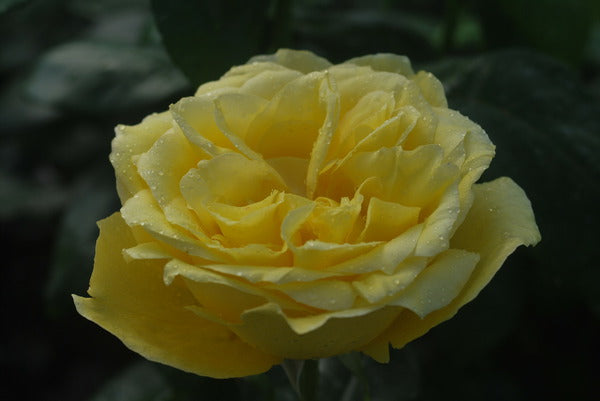 Souvenir Rose Seedlings Flower Seeds Perennial Growing Bonsai Corms Tubers Potted Planting Reblooming Fragrant Garden Roots Rhizomes Species Blooms Plant Bulbs Gardening Tree