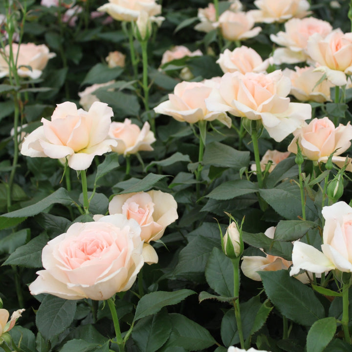 Chandos Beauty Rose Seedlings Flower Seeds Perennial Growing Bonsai Corms Tubers Potted Planting Reblooming Fragrant Garden Roots Rhizomes Species Blooms Plant Bulbs Gardening Tree