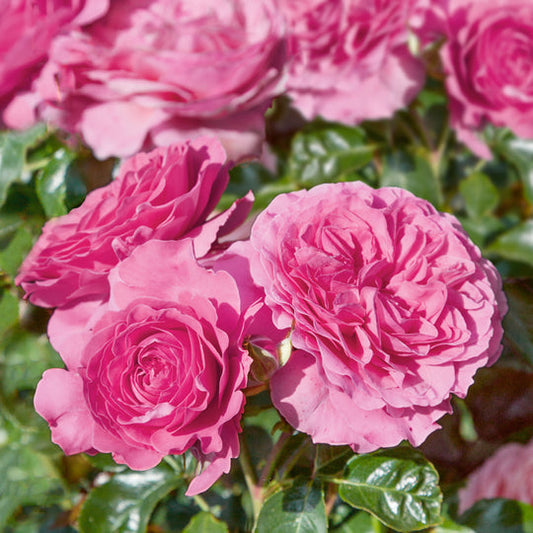 Claire Rose Seedlings Flower Seeds Perennial Growing Bonsai Corms Tubers Potted Planting Reblooming Fragrant Garden Roots Rhizomes Species Blooms Plant Bulbs Gardening Tree