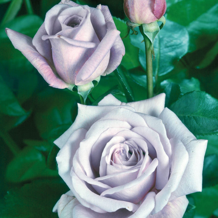 Blue Moon Rose Seedlings Flower Seeds Perennial Growing Bonsai Corms Tubers Potted Planting Reblooming Fragrant Garden Roots Rhizomes Species Blooms Plant Bulbs Gardening Tree