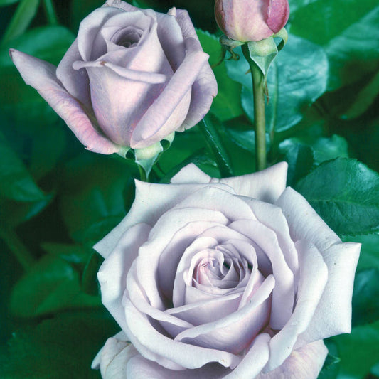 Blue Moon Rose Seedlings Flower Seeds Perennial Growing Bonsai Corms Tubers Potted Planting Reblooming Fragrant Garden Roots Rhizomes Species Blooms Plant Bulbs Gardening Tree