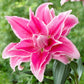 Lilium - Oriental Roselily Isabella