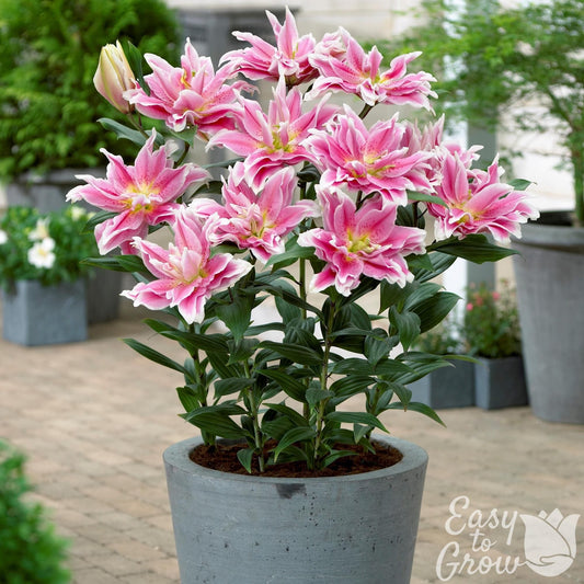 Lilium - Oriental Roselily Natalia