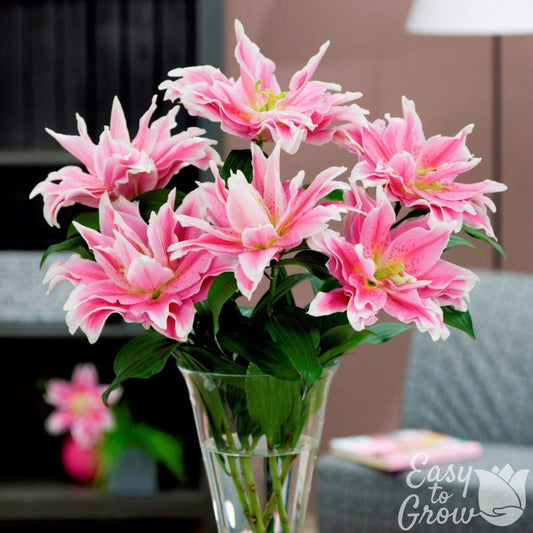 Lilium - Oriental Roselily Natalia