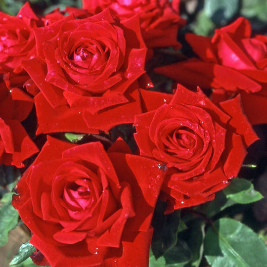 Remembrance Rose Seedlings Flower Seeds Perennial Growing Bonsai Corms Tubers Potted Planting Reblooming Fragrant Garden Roots Rhizomes Species Blooms Plant Bulbs Gardening Tree