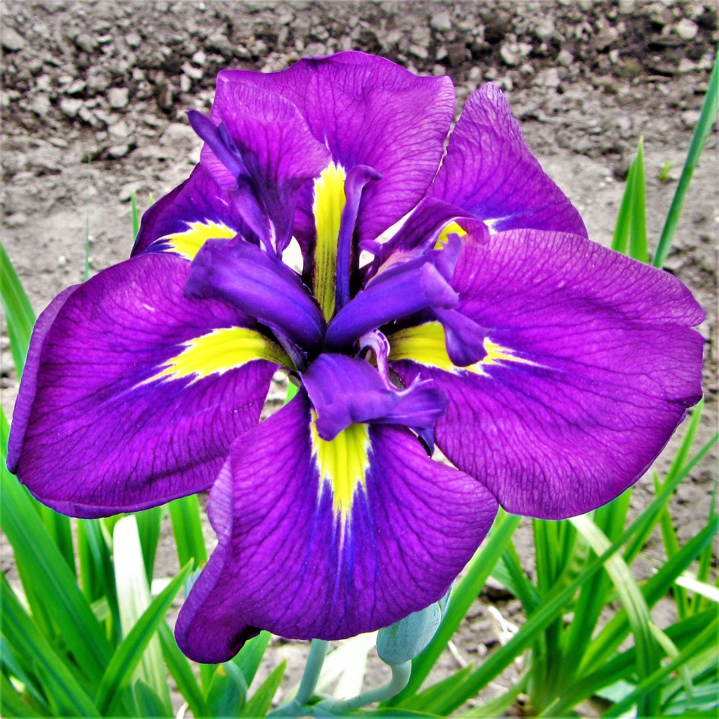 Japanese Iris - Royal Robes