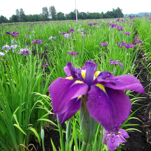 Japanese Iris - Royal Robes