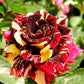 Rainbow Rose Seedlings Flower Seeds Perennial Growing Bonsai Corms Tubers Potted Planting Reblooming Fragrant Garden Roots Rhizomes Species Blooms Plant Bulbs Gardening Tree