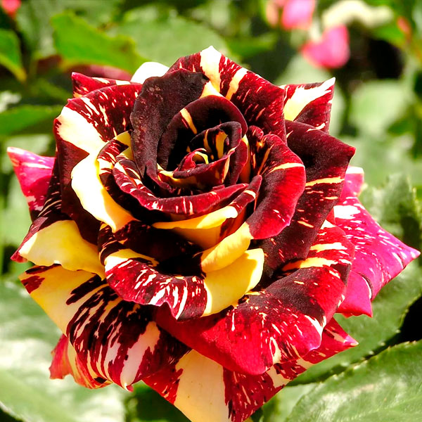 Rainbow Rose Seedlings Flower Seeds Perennial Growing Bonsai Corms Tubers Potted Planting Reblooming Fragrant Garden Roots Rhizomes Species Blooms Plant Bulbs Gardening Tree