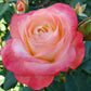 Bella Pearl Pink Rose Seedlings Flower Seeds Perennial Growing Bonsai Corms Tubers Potted Planting Reblooming Fragrant Garden Roots Rhizomes Species Blooms Plant Bulbs Gardening Tree