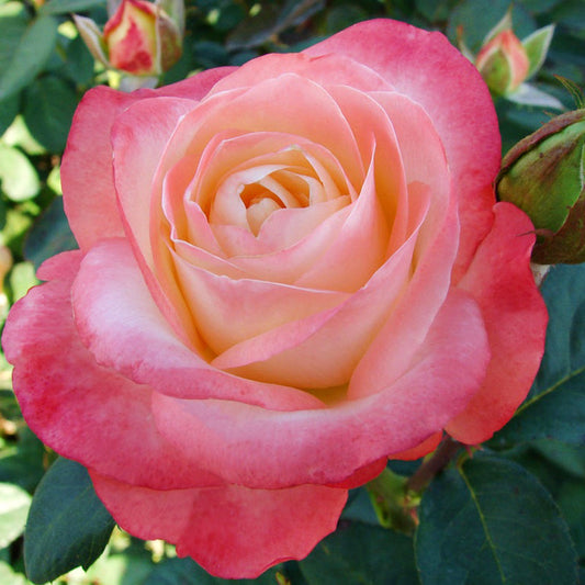 Bella Pearl Pink Rose Seedlings Flower Seeds Perennial Growing Bonsai Corms Tubers Potted Planting Reblooming Fragrant Garden Roots Rhizomes Species Blooms Plant Bulbs Gardening Tree