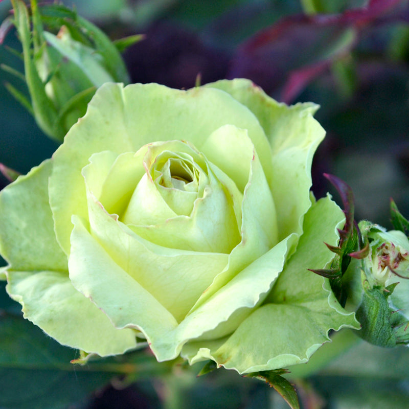 Cheap Green Rose Seedlings Flower Seeds Perennial Growing Bonsai Corms Tubers Potted Planting Reblooming Fragrant Garden Roots Rhizomes Species Blooms Plant Bulbs Gardening Tree