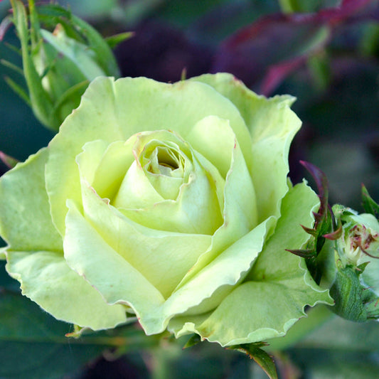 Cheap Green Rose Seedlings Flower Seeds Perennial Growing Bonsai Corms Tubers Potted Planting Reblooming Fragrant Garden Roots Rhizomes Species Blooms Plant Bulbs Gardening Tree