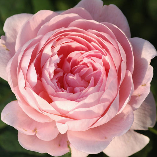 Adenium Rose Seedlings Flower Seeds Perennial Growing Bonsai Corms Tubers Potted Planting Reblooming Fragrant Garden Roots Rhizomes Species Blooms Plant Bulbs Gardening Tree