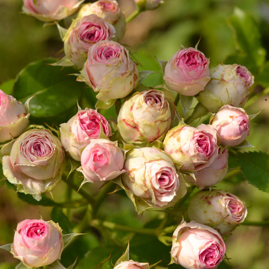 Роза Rose Plant Seedlings Flower Seeds Perennial Growing Bonsai Corms Tubers Potted Planting Reblooming Fragrant Garden Roots Rhizomes Species Blooms Bulbs Gardening Tree