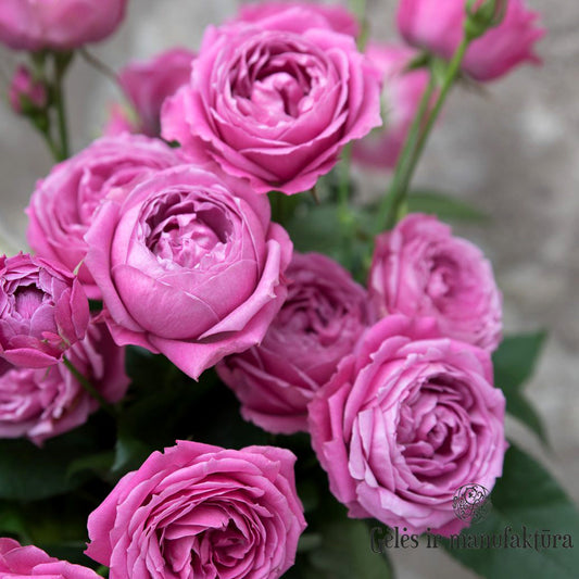 Bubble Rose Seedlings Flower Seeds Perennial Growing Bonsai Corms Tubers Potted Planting Reblooming Fragrant Garden Roots Rhizomes Species Blooms Plant Bulbs Gardening Tree