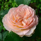Powder Rose Seedlings Flower Seeds Perennial Growing Bonsai Corms Tubers Potted Planting Reblooming Fragrant Garden Roots Rhizomes Species Blooms Plant Bulbs Gardening Tree