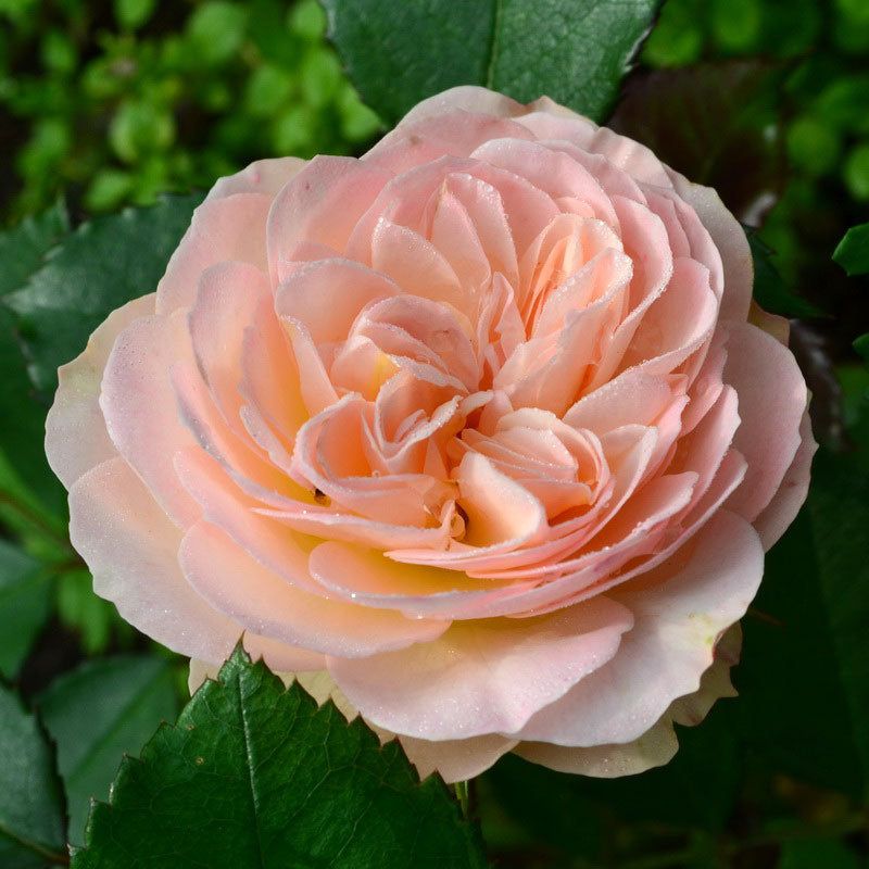 Powder Rose Seedlings Flower Seeds Perennial Growing Bonsai Corms Tubers Potted Planting Reblooming Fragrant Garden Roots Rhizomes Species Blooms Plant Bulbs Gardening Tree