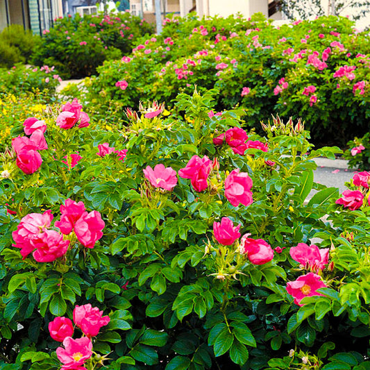 Wrinkled Rose Seedlings Flower Seeds Perennial Growing Bonsai Corms Tubers Potted Planting Reblooming Fragrant Garden Roots Rhizomes Species Blooms Plant Bulbs Gardening Tree