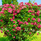 Wrinkled Rose Seedlings Flower Seeds Perennial Growing Bonsai Corms Tubers Potted Planting Reblooming Fragrant Garden Roots Rhizomes Species Blooms Plant Bulbs Gardening Tree