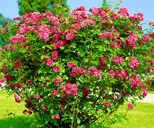 Wrinkled Rose Seedlings Flower Seeds Perennial Growing Bonsai Corms Tubers Potted Planting Reblooming Fragrant Garden Roots Rhizomes Species Blooms Plant Bulbs Gardening Tree