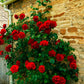 Red Rose Seedlings Flower Seeds Perennial Growing Bonsai Corms Tubers Potted Planting Reblooming Fragrant Garden Roots Rhizomes Species Blooms Plant Bulbs Gardening Tree