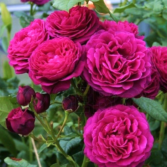 Astrid Rose Seedlings Flower Seeds Perennial Growing Bonsai Corms Tubers Potted Planting Reblooming Fragrant Garden Roots Rhizomes Species Blooms Plant Bulbs Gardening Tree