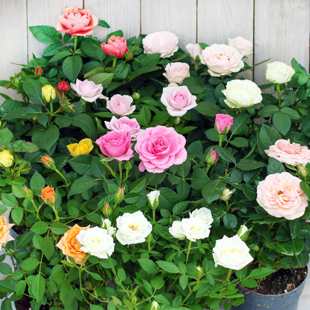 Room Rose Seedlings Flower Seeds Perennial Growing Bonsai Corms Tubers Potted Planting Reblooming Fragrant Garden Roots Rhizomes Species Blooms Plant Bulbs Gardening Tree