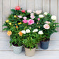 Room Rose Seedlings Flower Seeds Perennial Growing Bonsai Corms Tubers Potted Planting Reblooming Fragrant Garden Roots Rhizomes Species Blooms Plant Bulbs Gardening Tree