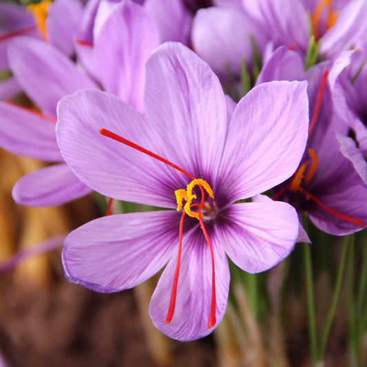 Crocus - Saffron