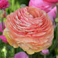 Salmon Ranunculus Corms Bulbs Persian Buttercup Growing Bonsai Roots Rhizomes Tubers Potted Planting Reblooming Fragrant Garden Species Blooms Flower Seeds Plant Gardening