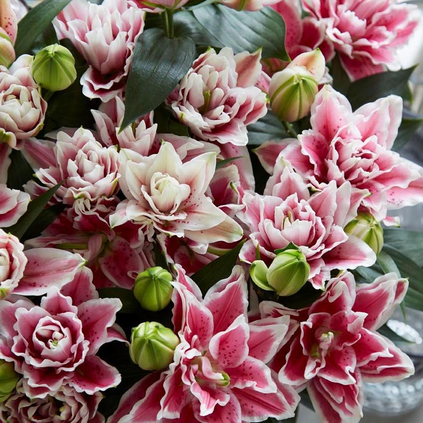 Lilium - Oriental Roselily Lorena