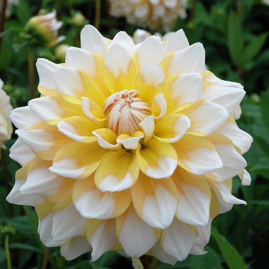 Dahlia - Seattle