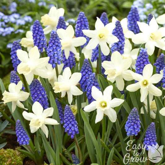 Muscari & Narcissus - Serenity Blend
