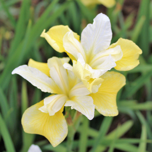 Siberian Iris - Butter and Sugar