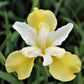 Siberian Iris - Butter and Sugar