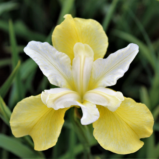 Siberian Iris - Butter and Sugar