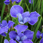 Siberian Iris - Silver Edge