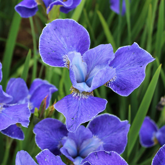 Siberian Iris - Silver Edge