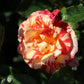 Alfred Rose Seedlings Flower Seeds Perennial Growing Bonsai Corms Tubers Potted Planting Reblooming Fragrant Garden Roots Rhizomes Species Blooms Plant Bulbs Gardening Tree