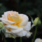 Angie Rose Seedlings Flower Seeds Perennial Growing Bonsai Corms Tubers Potted Planting Reblooming Fragrant Garden Roots Rhizomes Species Blooms Plant Bulbs Gardening Tree