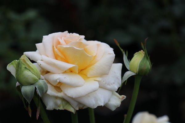 Angie Rose Seedlings Flower Seeds Perennial Growing Bonsai Corms Tubers Potted Planting Reblooming Fragrant Garden Roots Rhizomes Species Blooms Plant Bulbs Gardening Tree
