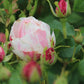 Billet Rose Seedlings Flower Seeds Perennial Growing Bonsai Corms Tubers Potted Planting Reblooming Fragrant Garden Roots Rhizomes Species Blooms Plant Bulbs Gardening Tree