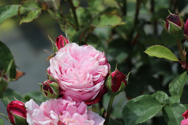 Dieter Rose Seedlings Flower Seeds Perennial Growing Bonsai Corms Tubers Potted Planting Reblooming Fragrant Garden Roots Rhizomes Species Blooms Plant Bulbs Gardening Tree